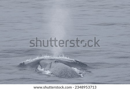 Humpback whale - blow holes and blow; Balleny, Islands, Antarctica; Humpback whale fluke-up dive; Balleny Islands, Antarctica; Humpback whale, spy-hopping; Balleny, Blue Islands, Antarctica Bay