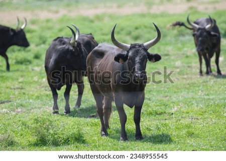Young Camargue bull in the south of France, Bulls raised in the ponds of the Camargue for the Camargue races, High quality photo Royalty-Free Stock Photo #2348955545