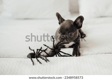 Happy beautiful gray pet doggy sitting on white bed celebrates Halloween. Young French bulldog with blue eyes playing with toy pumpkin Jack and spiders for hallows eve at bedroom
