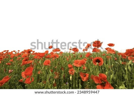a wheat field with red poppies with the transparent background
