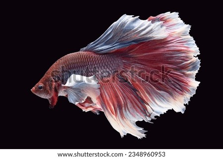 White-pink beautiful betta fish displays a delicate and captivating blend of colors, evoking a sense of grace and beauty.