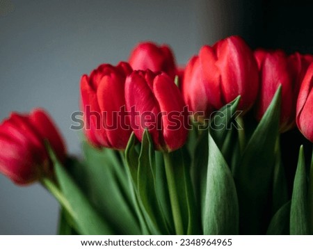 Most Beautiful red roses image