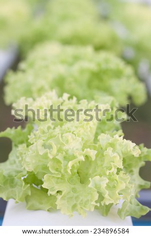 Closeup green coral plants on hydrophonic farm, stock photo