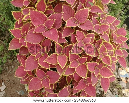 Beautiful natural leaf with Colorful pattern.