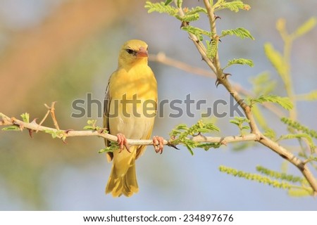 Southern Black Masked Weaver female - African Wild Bird Background - Pose of Golden Peace