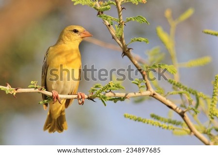 Southern Black Masked Weaver female - African Wild Bird Background - Pose of Golden Peace