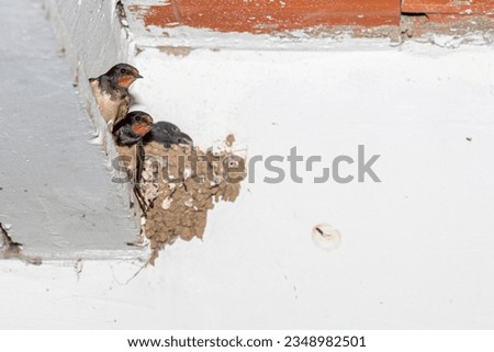 Barn Swallow adults and hatchlings in the nest. Hirundo rustica.