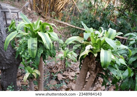 Dracaenas (Fragrant dracaena), family Dracaenaceae, scientific name Dracaena fragrans (L.) Ker Gawl. Royalty-Free Stock Photo #2348984143