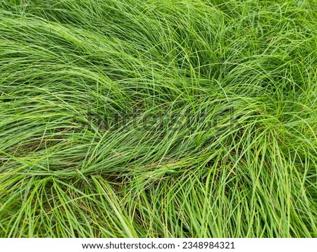 Photo of Nuan Noi grass in the courtyard. The grass grows so fast in the rainy season that it grows so long that when it hits the wind it causes the grass to fall as shown in the picture.