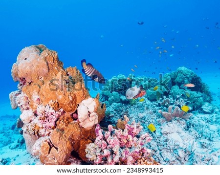 Beautiful Coral Reefs, Lot of Tropical Fish School, Gahi Island, Zamami Island, Kerama Islands, Okinawa,