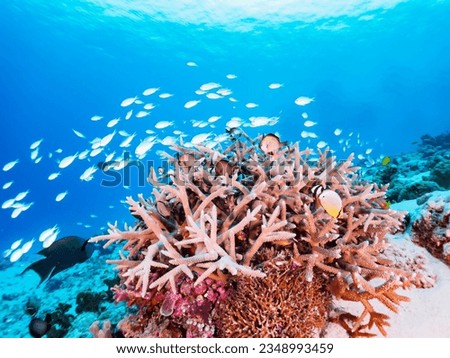 Beautiful Coral Reefs, Blue green damselfish school and others, Gahi Island, Zamami Island, Kerama Islands, Okinawa,
