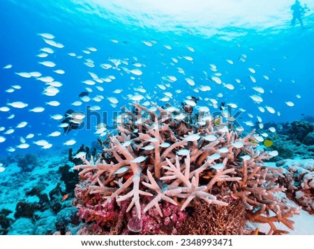 Beautiful Coral Reefs, Blue green damselfish school and others, Gahi Island, Zamami Island, Kerama Islands, Okinawa,
 Royalty-Free Stock Photo #2348993471
