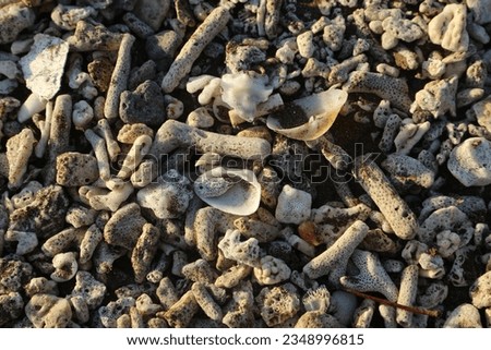 broken coral and coral reefs on the beach
