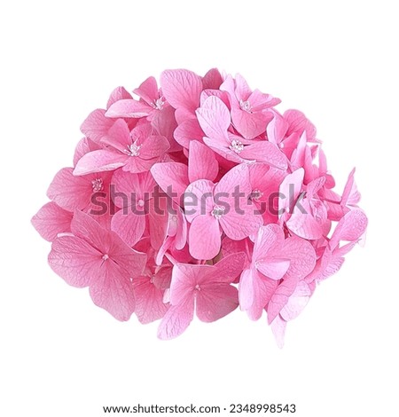 Pink hydrangea on white background