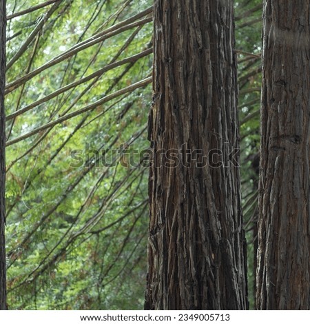 Redwood trees in Northern California's Redwood forest