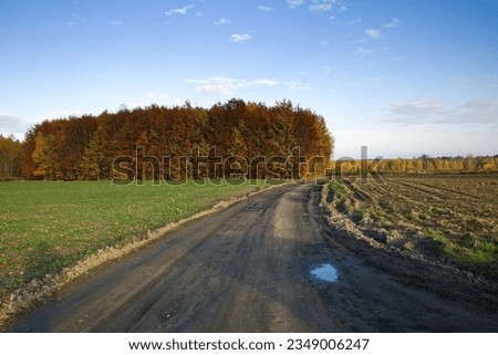 Forest dirt road in the autumn. Autumn landscape.  Golden, red, yellow maple, oak leaf.
