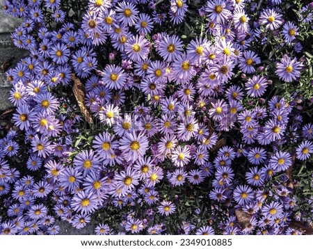 Purple European Michaelmas daisy - flower Royalty-Free Stock Photo #2349010885