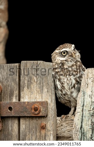 Little Owl.  Scientific name: Athene Noctua.  Close up portrait of a Little owl perched on an old farm gate facing right. Space for copy.  Little Owl refers to the species and not the