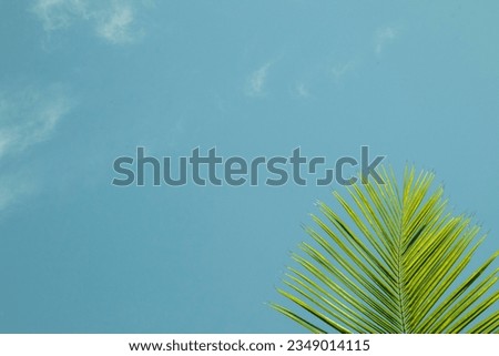 Green palm leaf on blue sky background with copy space for text.
