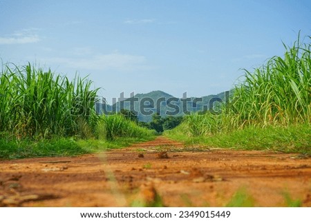Landscape of sugar farm and mountain background.