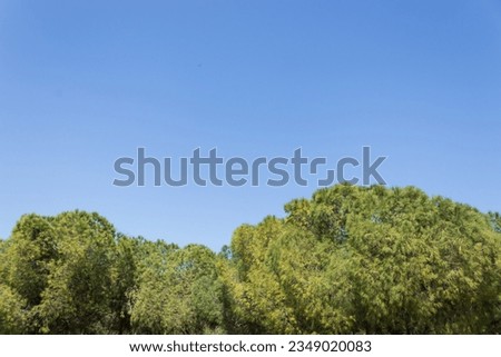 trees in the forest, nature background, amazing forest and garden landscape