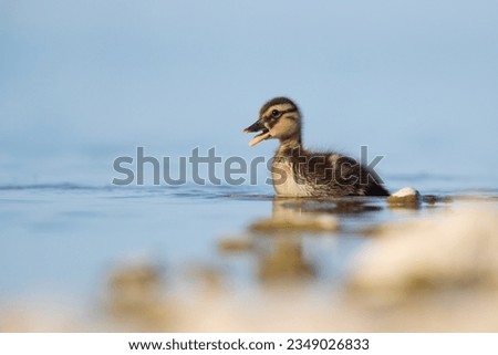 Tender mallard duckling  (Anas platyrhynchos)