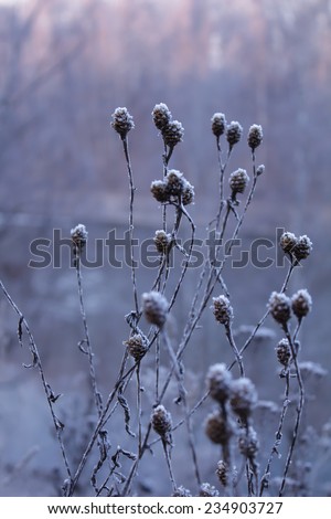 Hoarfrost on a plant in the morning