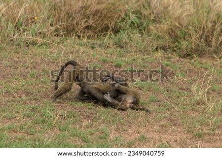 Two young olive baboons (Papio anubis) playing in savanna in Serengeti national park, Tanzania
