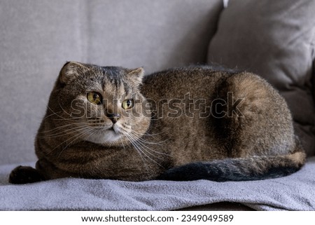 Beautiful scottish fold cat lies on a gray sofa,