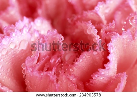 Studio Shot of drops hibiscus flowers closeup Pink flower