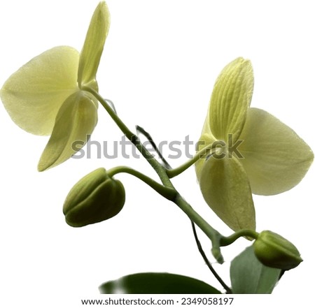 Picture of the orchid flower