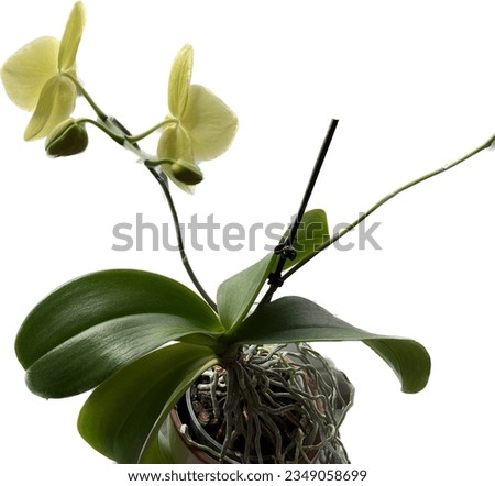 Picture of the orchid flower