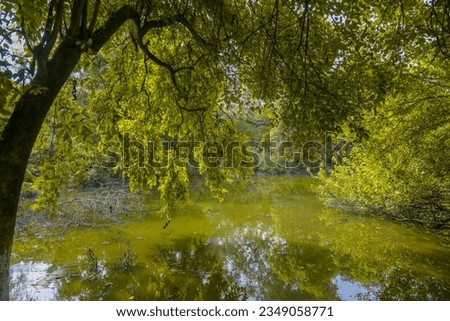 Beautiful picture of Landscape with tree and water lake. 