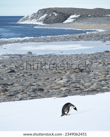 Emperor Penguin, on snowdrift near the site, of Campbell's, snow cave; Inexpressible, Blue Island, Antarctica Bay