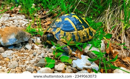 a land turtle grazes in the grass