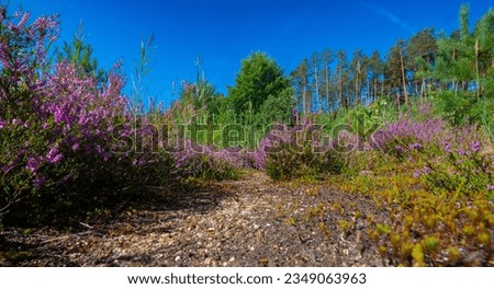 flowering Calluna vulgaris, common heather, ling, simply heather
