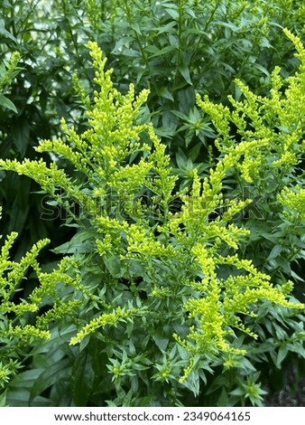 Solidago 'Peter Pan' (Goldenrod) just starting to flower in late summer