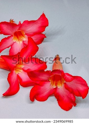    
Adenium obesum is a very beautiful flower. The flowers are pink. In Indonesia this flower is called Japanese frangipani flower on a white background