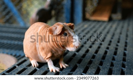 Hilarious Skinny Pig: Meet entertaining hairless guinea pig. Discover the joy of having a hypoallergenic pet as this adorable skinny pig brings laughter and charm to your home, hypoallergenic rodent Royalty-Free Stock Photo #2349077263