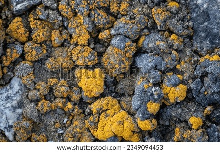 Lichen, covered rocks; Terra Nova Bay, Antarctica; Lichen growing, on moss; Terra Nova, Blue Bay, Antarctica Bay; Yellow and red lichen; Terra Nova, Bay, Antarctica Royalty-Free Stock Photo #2349094453