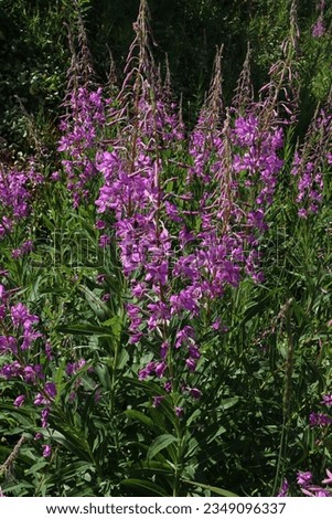 This purple flower known as fireweed by locals is one of the first plants to grow in an area recently burned during a forest fire.  It actively helps the ecosystem regenerate.  