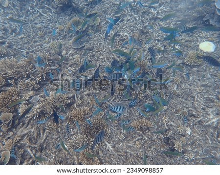 The photo was taken during a snorkeling activity on Perhentian Island