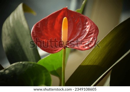 Beautiful anthurium or flamingo flower. Stock Image 
