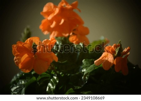Colorful orange Firecracker flower. Stock Photo