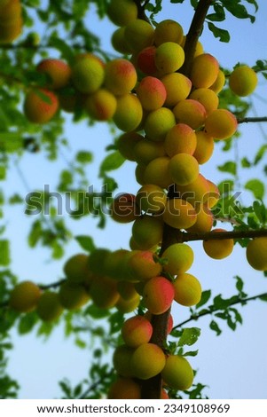 Unripe plum fruits on a tree in summer. Stock Photo