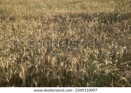 Ripe ears of wheat grow on the nature. Stock Image 