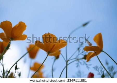 Poppy flowers or papaver rhoeas poppy in garden, early spring on a warm sunny day, against a bright blue sky. High quality photo