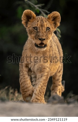 Lion cub walks on sand towards camera Royalty-Free Stock Photo #2349121119