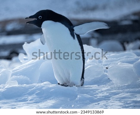 Adélie penguin calling. Adelie penguin on snow; Antarctica; Adelie, penguin, waddling with flippers, outstretched; Antarctica Bay