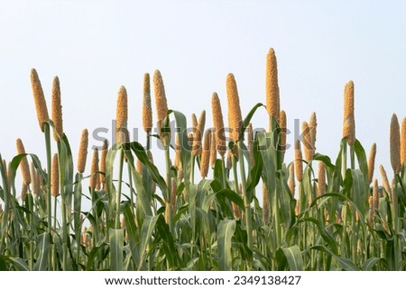 Millets (Bajra) crop fields and farming Royalty-Free Stock Photo #2349138427